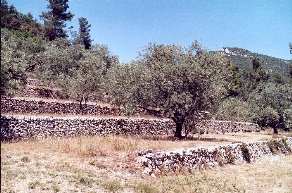 oliviers en terrasses