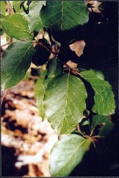 détail - feuille