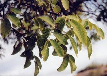 détail - feuilles