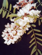 détails - fleurs