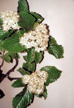 détails - fleurs