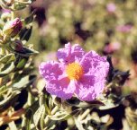 fleurs