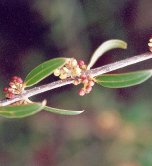 détails - fleurs