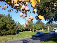 fruits