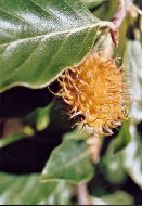 détails - cupule