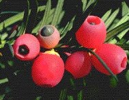 détails - fruits