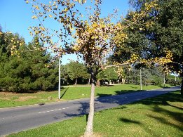 ginkgo