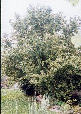 noisetier en fleurs