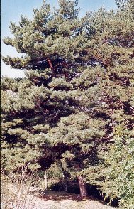 pin sylvestre